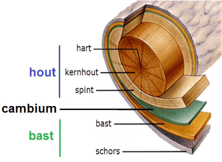 hout doorsnede